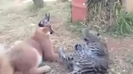 3 different big cats play fighting