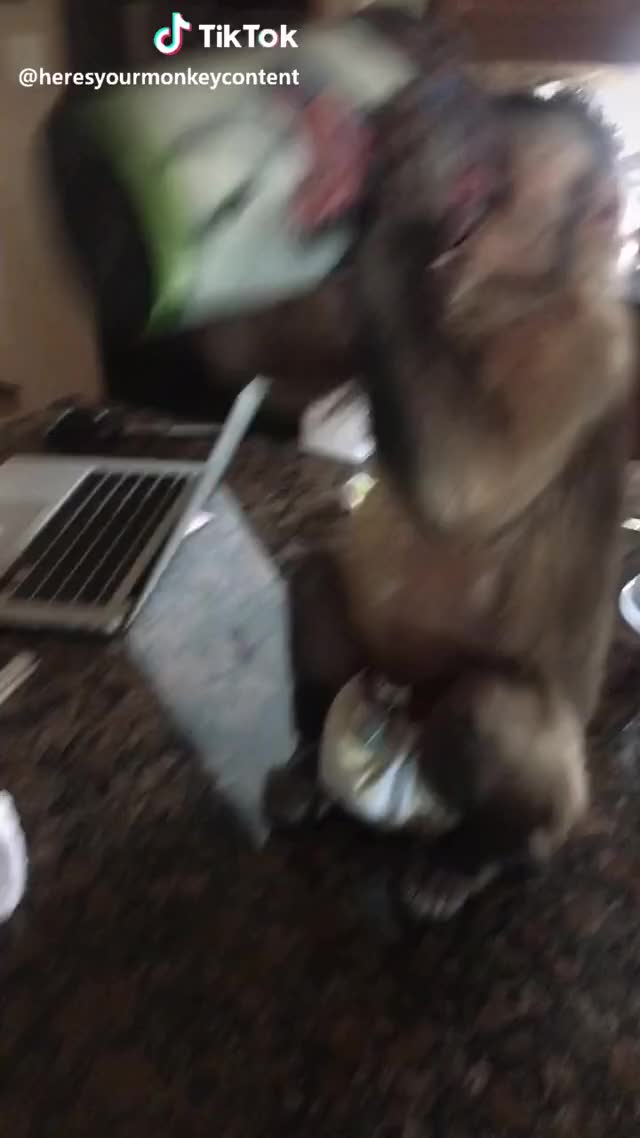 He likes almond butter smoothies ? #monkey #aww #cute #pets #funny #woah #foryou