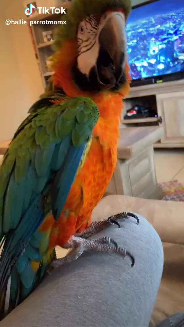 What it’s like walking in my house ? #foryou #parrot #macaw #bird #snoopythemacaw