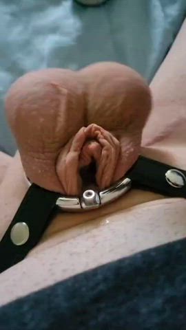 ballbusting caged chastity sissy vibrator clip