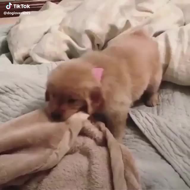 Blanket stealer!!! Are you following our Instagram linked to our TikTok??? ? #cute