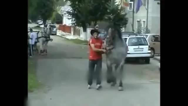 WCGW if I tap this horse's ass?