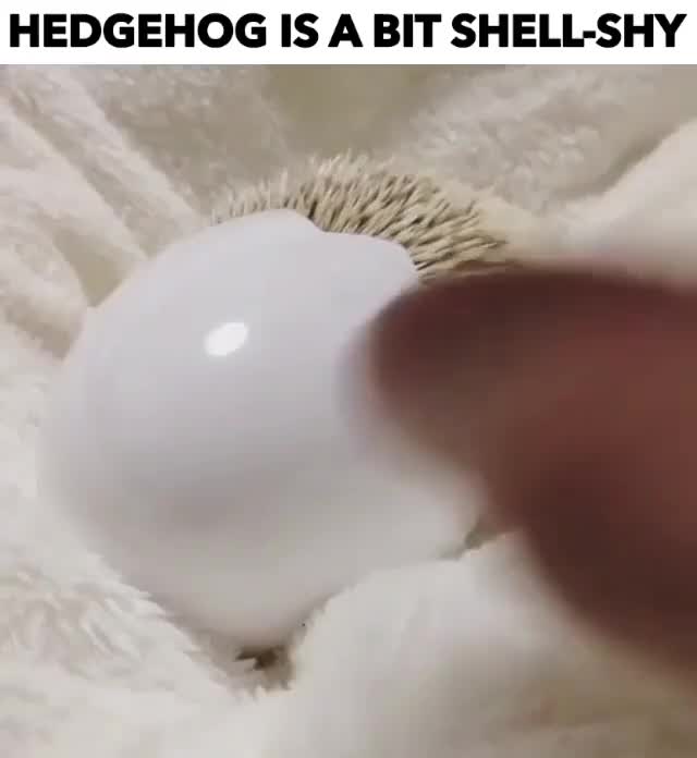 HEDGEHOG IS A BIT SHELL-SHY