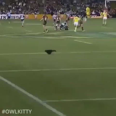Cat on the football field