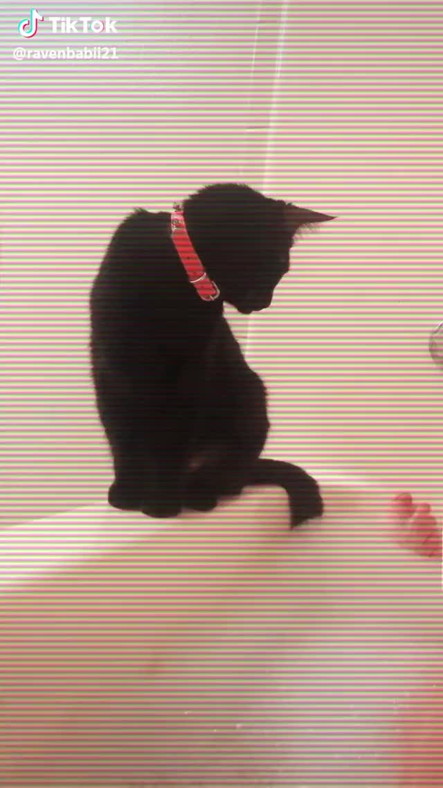 When your cat doesn’t realize her tail is in the water lol #bathtime #foryou #cutekitty