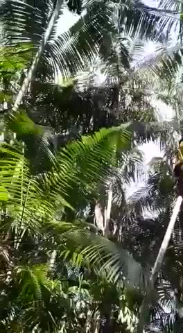  clip