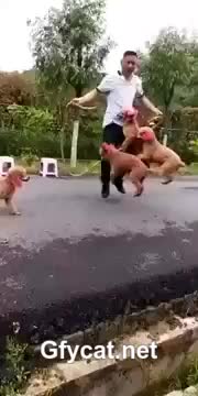 skipping rope with dogs
