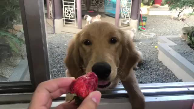 doggostrawb