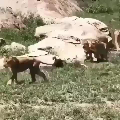 Pride of lions rip into an exiled female