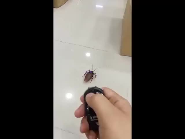 Fully automated cockroach