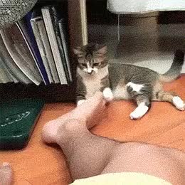 Cat regrets biting on the foot