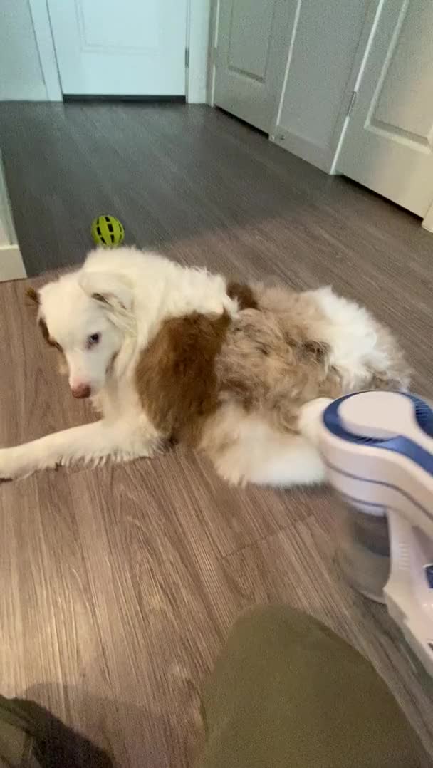 It’s great having a deaf dog ? you can vacuum the fur instead of brushing it!