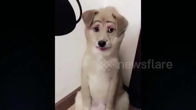 So beautiful  dog with make up