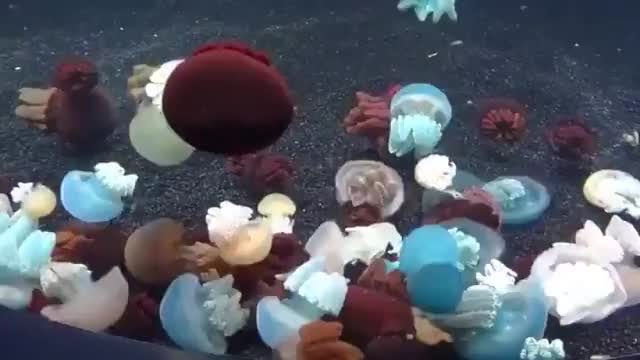 Jellyfish