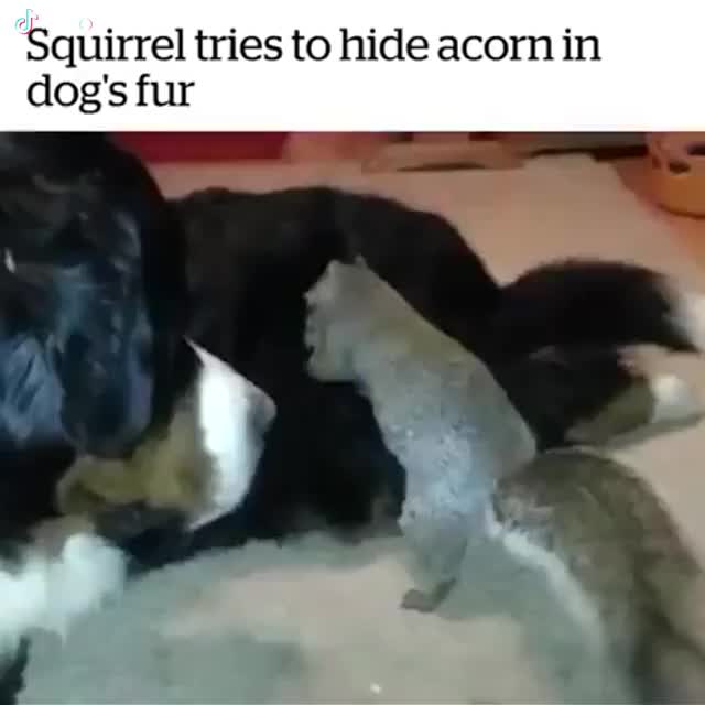 Squirrel tries to hide acron in dog's fur
