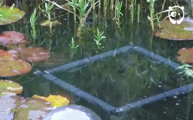 Inverted Fish Tank