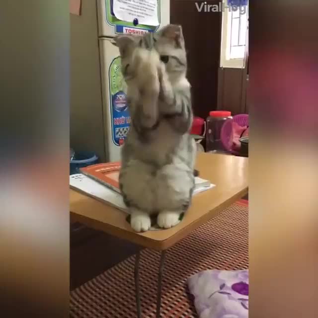 Cat begs with paws