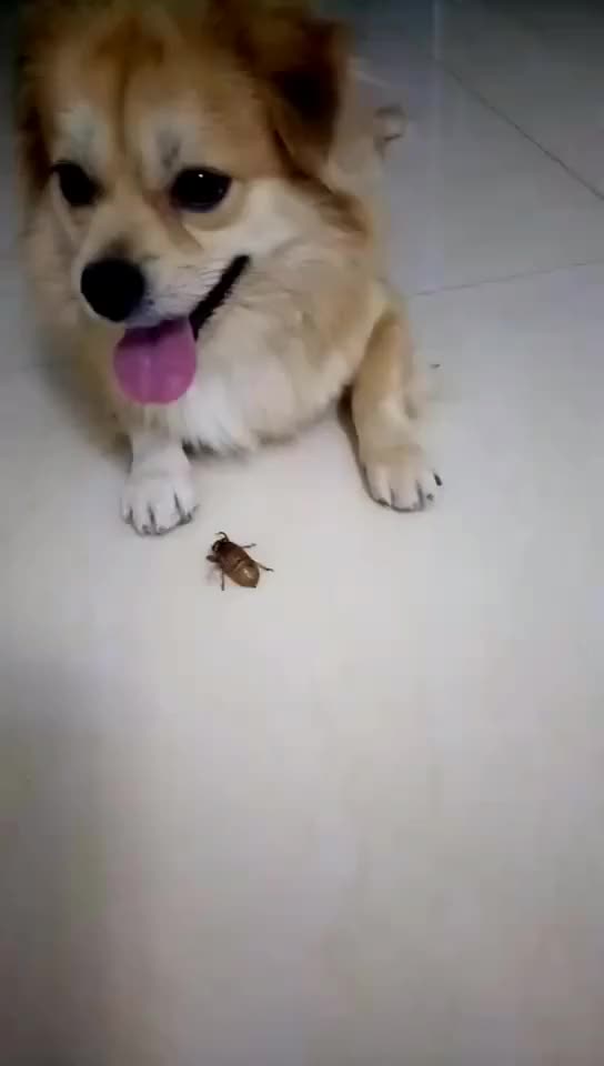 Dog Vs bugs