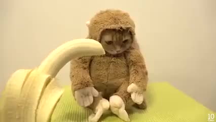 Cat in a monkey suit.
