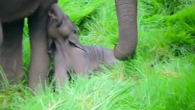Wild Baby Elephant Funny Playing And Sleeping