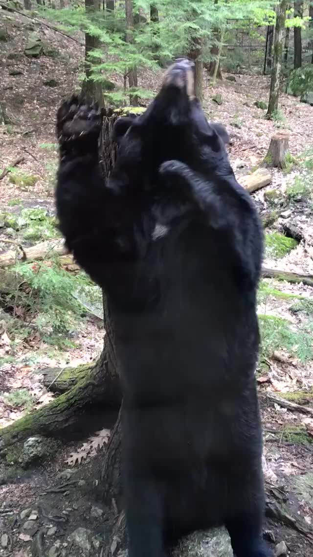 black bear religious scratching experience.