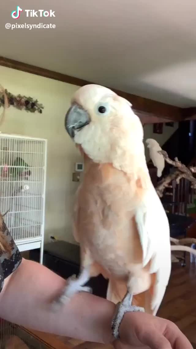 Snuggles favors my dad #petsoftiktok #foryoupage #parrot #cockatoo #rescue #moluccan