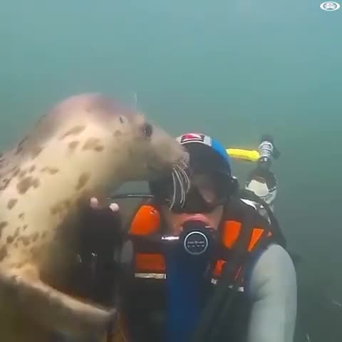 Seals are just dogs of the ocean ❤️