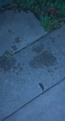 Squirting on a sidewalk in the french quarter