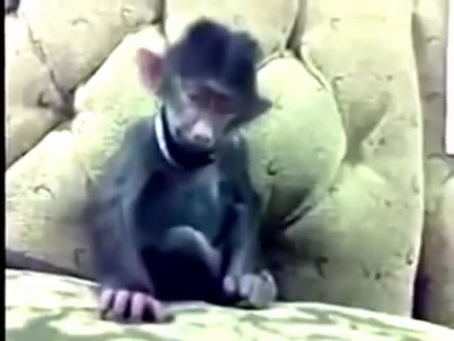 Funny Monkey Dance Video : People Enjoyed Allot - YouTube