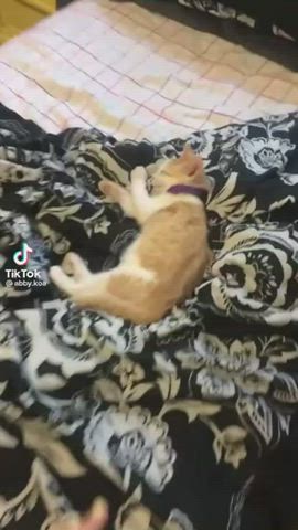 cute kitty snuggle clip
