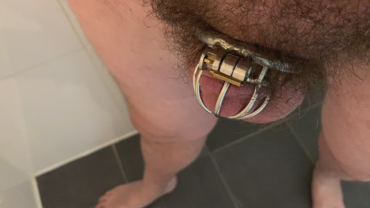 Pissing in my chastity cage [m]