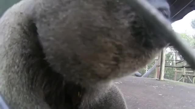 Funny Monkey Loves To Lick Video Camera (Storyful, Wild Animals)