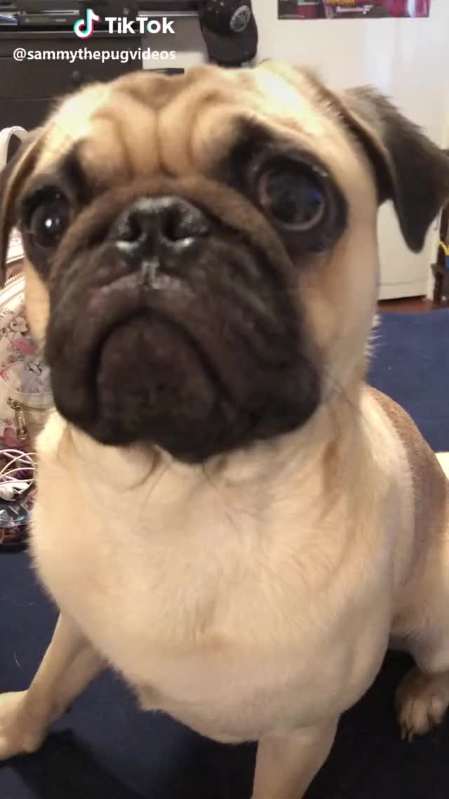 Why did everyone scroll .. #puppy #foryou #dog #aww #pet #pug #puglife #cute #puppydogeyes