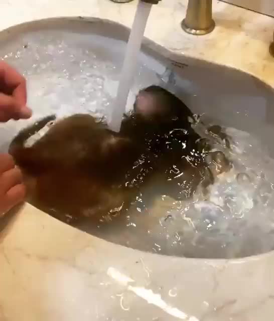 Here’s a monkey taking a bath. Don’t worry be happy