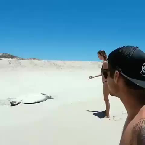 Some good people find a sea turtle stranded on its back and work together to flip