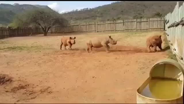 Phoebe, Badger and Ratu zooming at Care for Wild Rhino Sanctuary