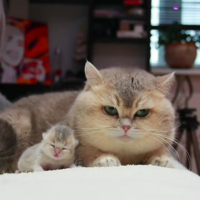 Mama catto with illegally smol baby