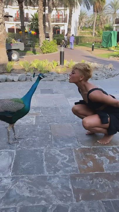 How COVID-2021 was started. Human contact on the mouth with a peacock.