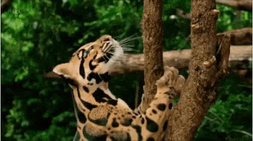 Clouded leopard climbing a tree