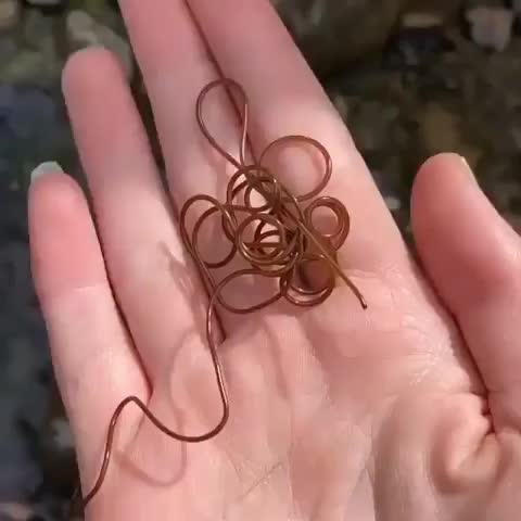 This bizarre parasite is called the Horsehair worm