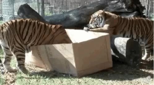 Tigers vs. cardboard box