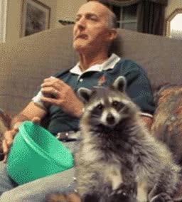 Raccoons