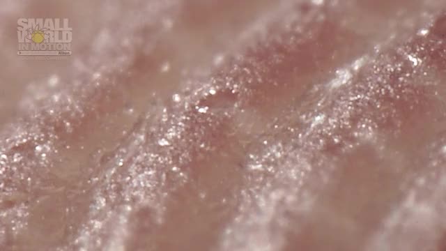 Perspiration on a human fingertip