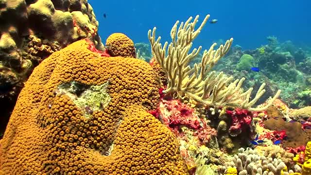 2 Hours of Beautiful Coral Reef Fish, Relaxing Ocean Fish, & Stunning Aquarium