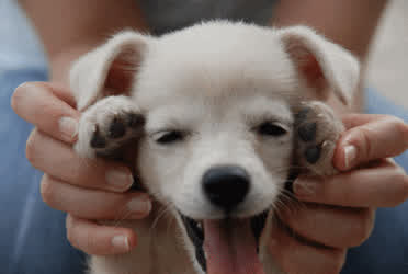 Cute Puppy Tiny clip