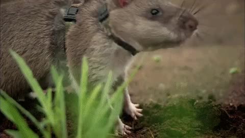 Rats Save Humans From Landmines
