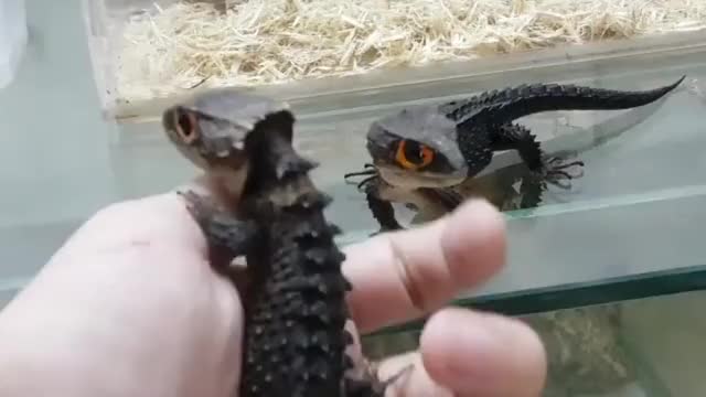 Pet Dragons