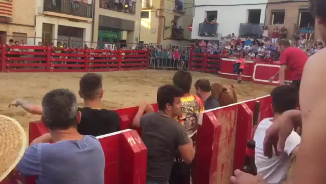 HMFT after I catch this bull's attention