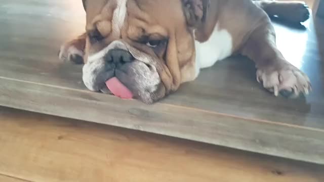 Hilarious bulldog shows what he thinks about all :)))