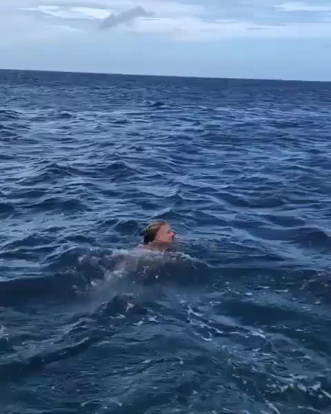 Would you swim with dolphins in the open ocean??? Follow @roam for more!?